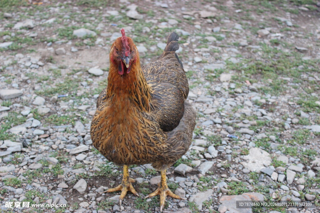 户外站立的棕色母鸡