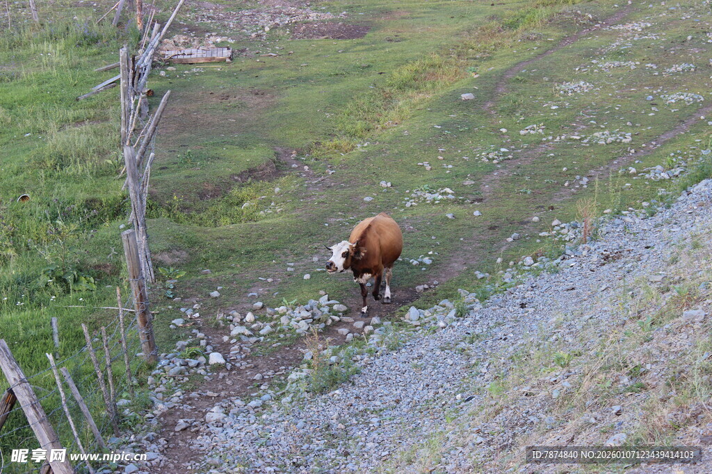 山坡上的牛