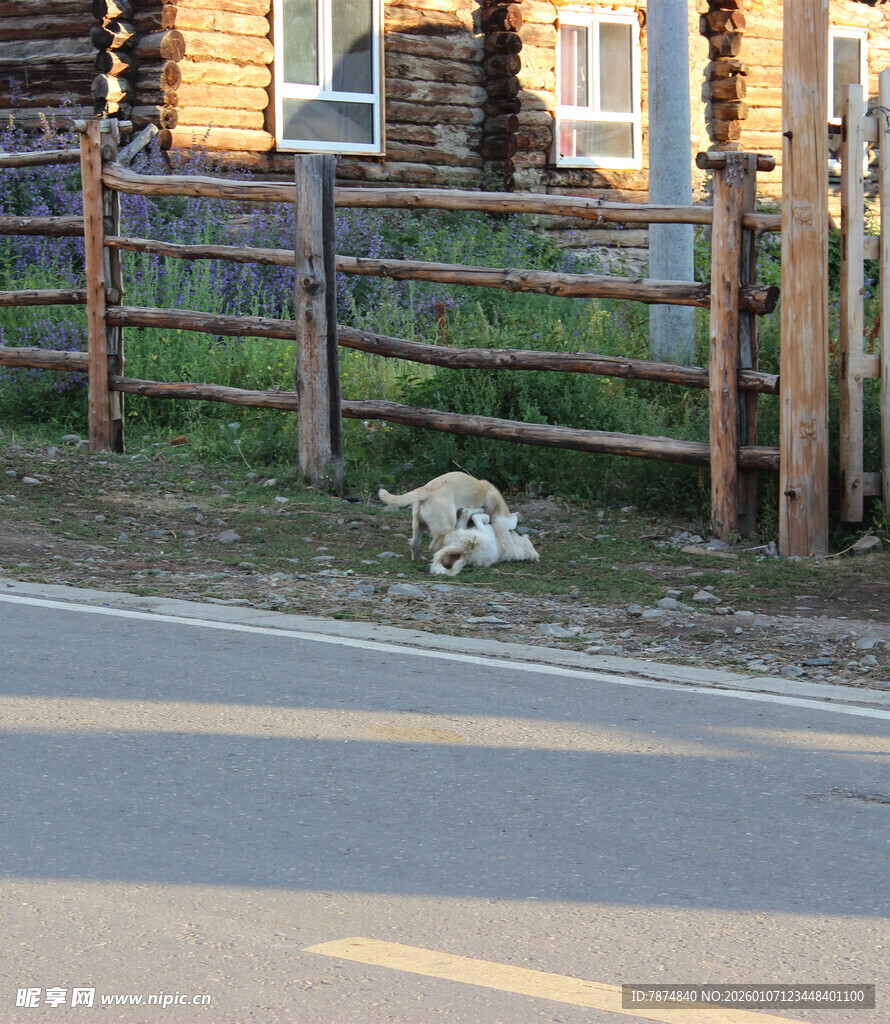 路边围栏旁的猫咪