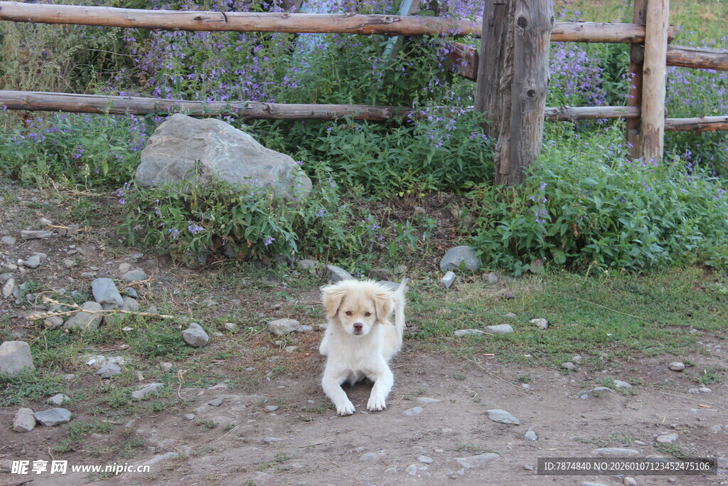户外奔跑的可爱小狗