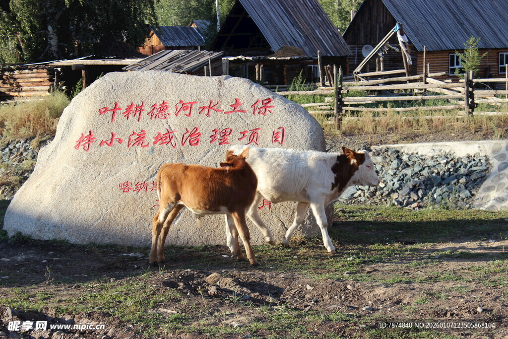 草原上的牛与刻字巨石