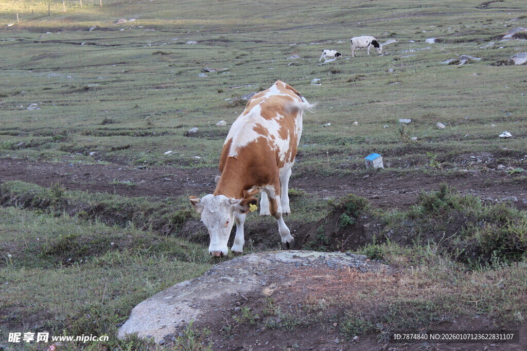 草原上低头吃草的奶牛