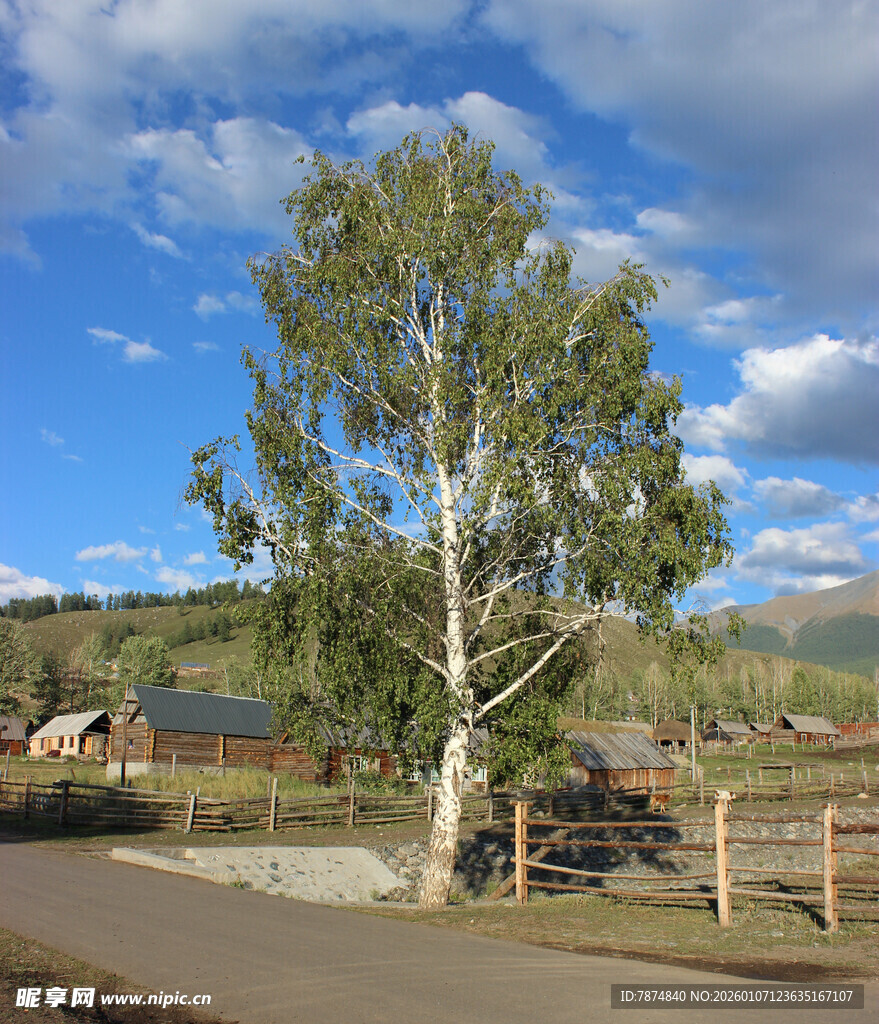 乡村路旁挺拔大树与屋舍