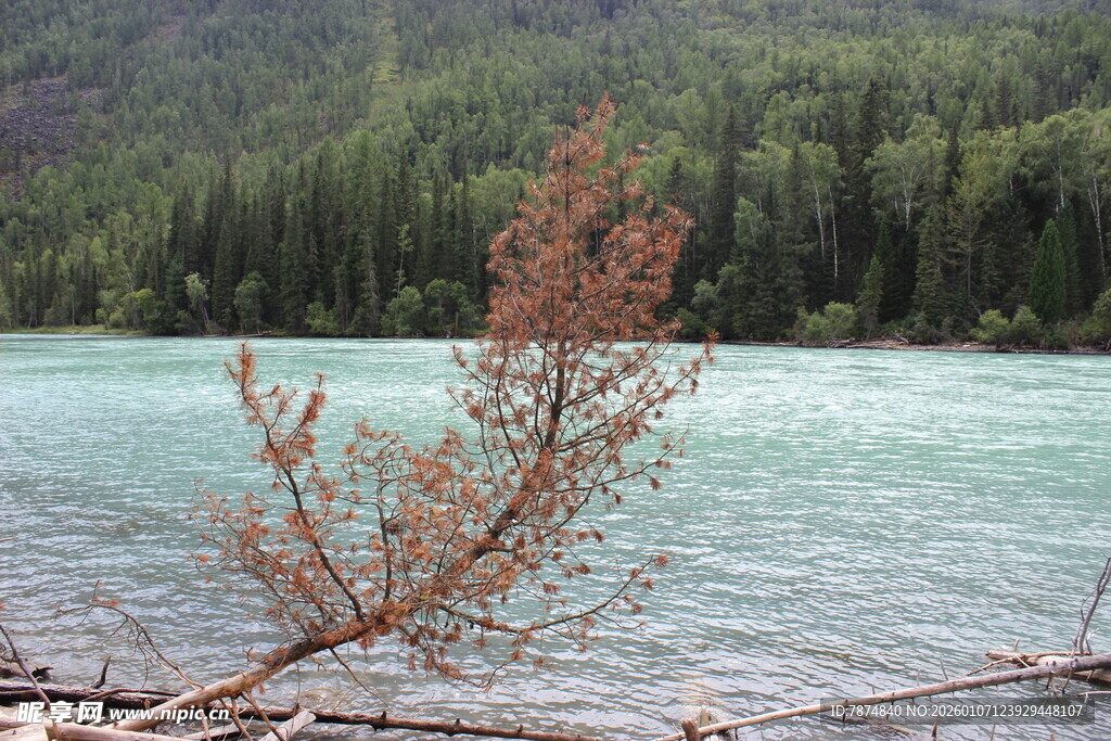 湖畔孤枝 静赏山水之色