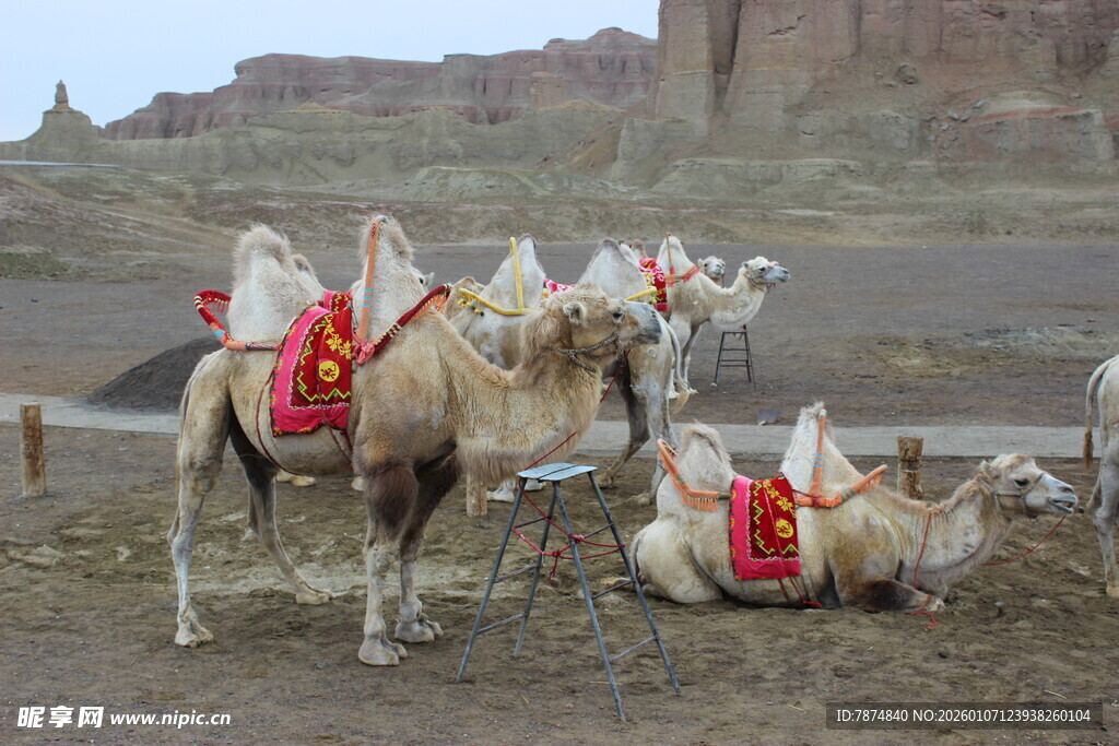 沙漠中的骆驼群