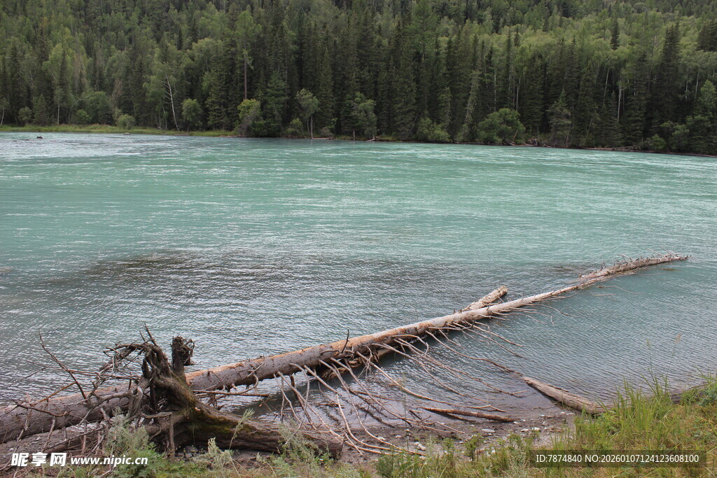 河畔倒木与葱郁森林景观