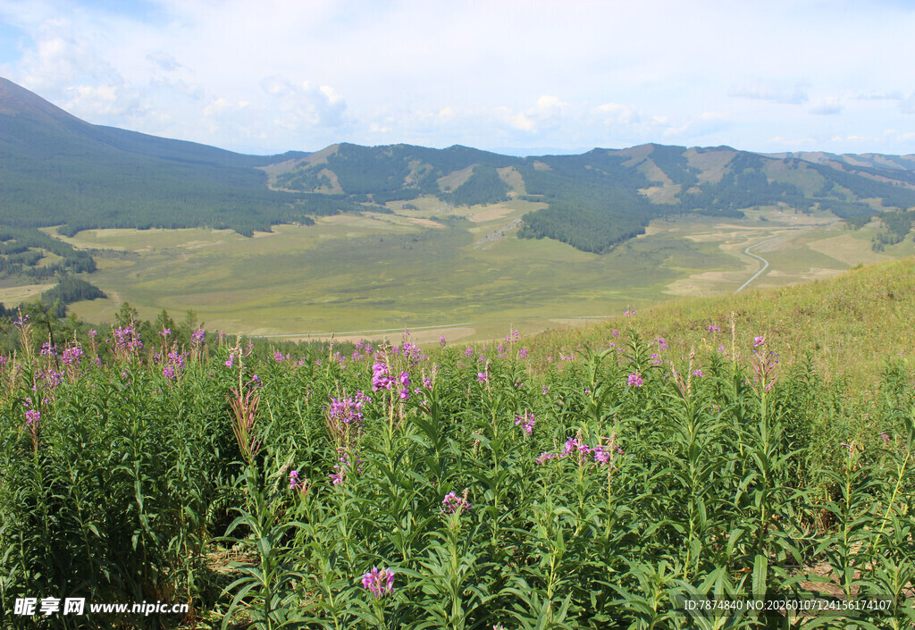 山间花草与远处山峦景色