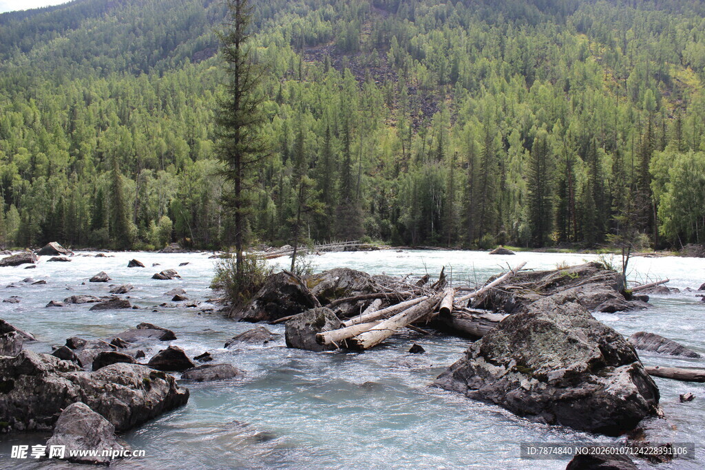 山间溪流旁的茂密森林