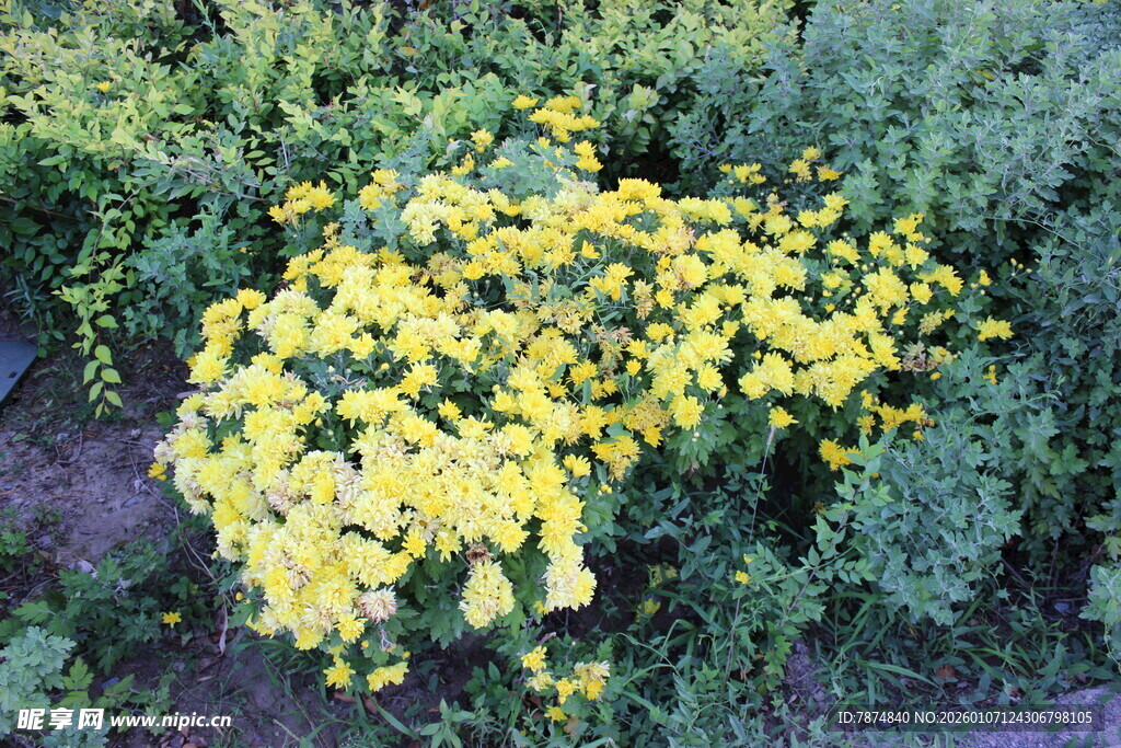 黄色花丛绽放生机