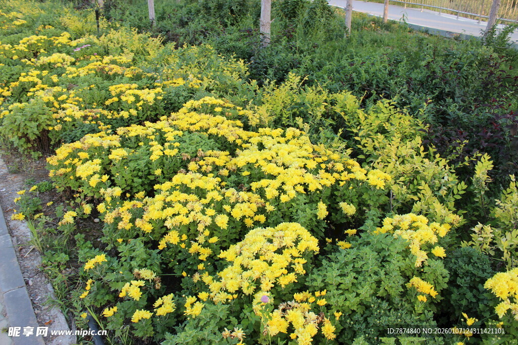 路边盛开的黄色花卉