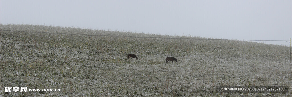 草原上的动物身影