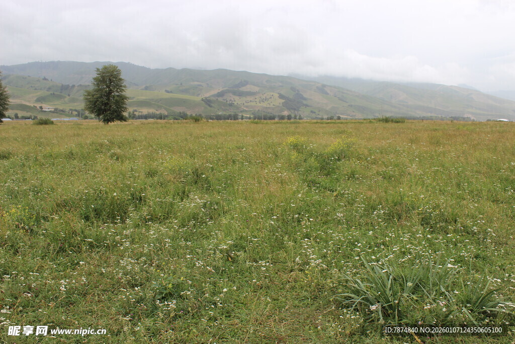 广袤草原上的孤独树木