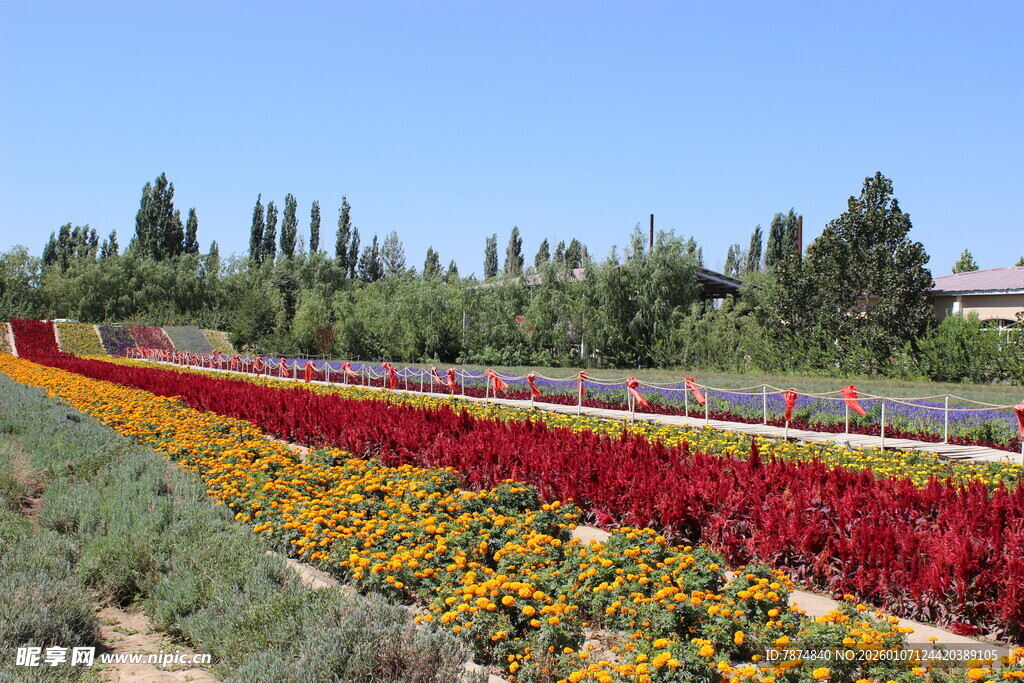 多彩花田美景