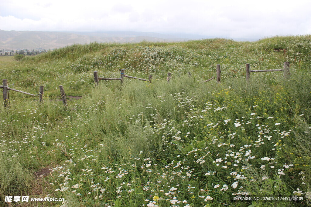 原野中的烂漫白花与栅栏
