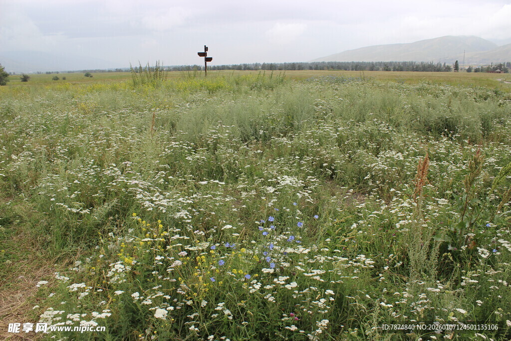 广袤草原上的烂漫野花
