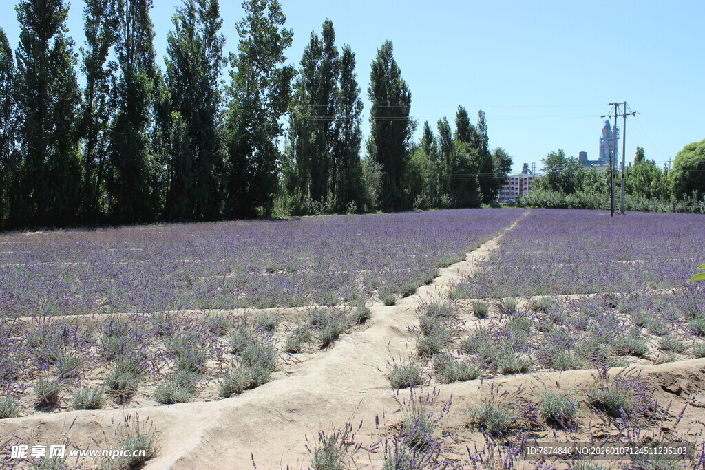 紫色薰衣草田中的蜿蜒小径