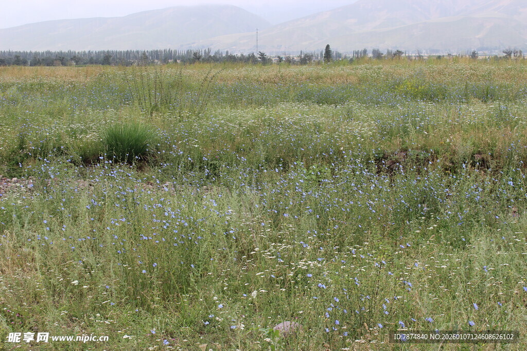 广袤绿野 尽显自然生机
