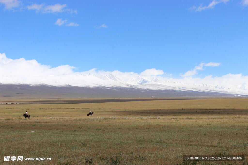 草原旷野 牛马悠然