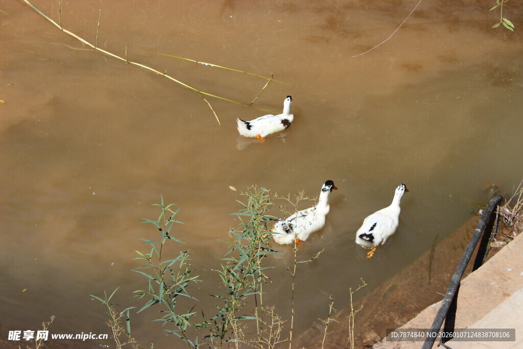 水中游弋的几只白鹅