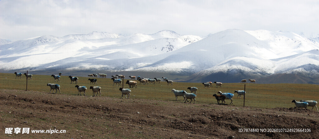 草原上的帐篷与羊群