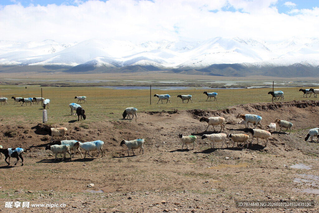 草原上的帐篷与动物景观