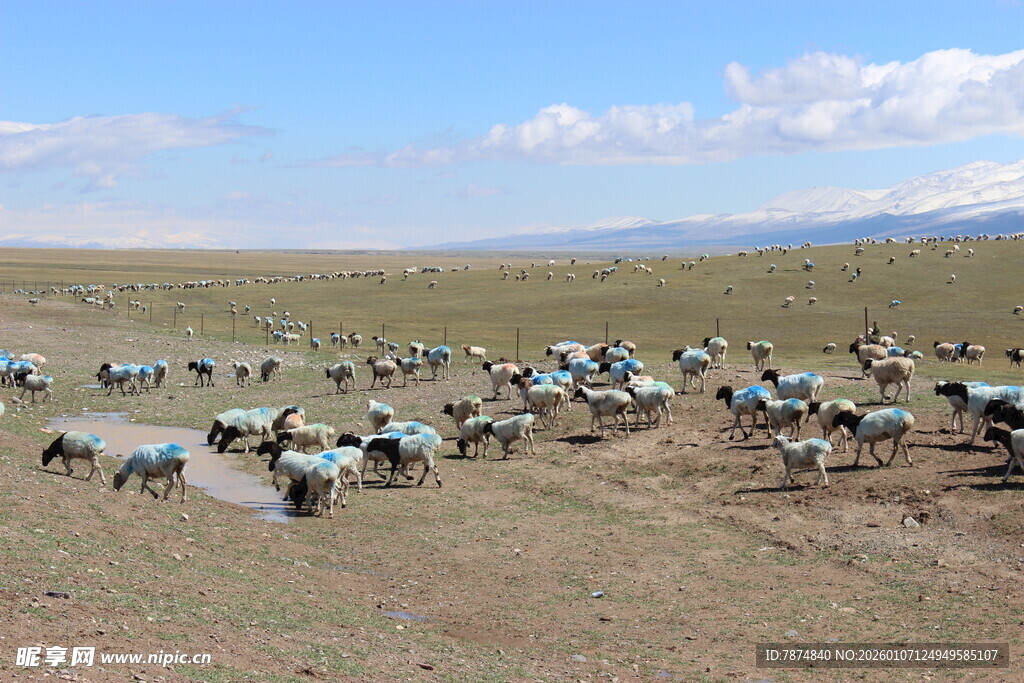 草原上成群的帐篷