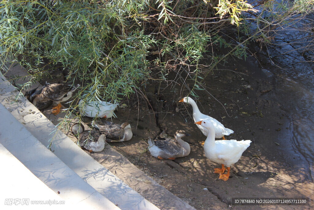 岸边群鸭在水边觅食