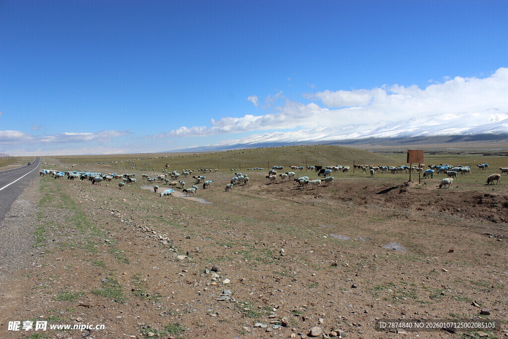 草原公路边的牲畜群