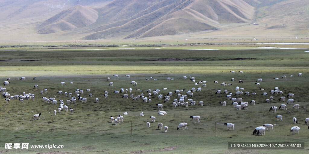 草原上的羊群与远山