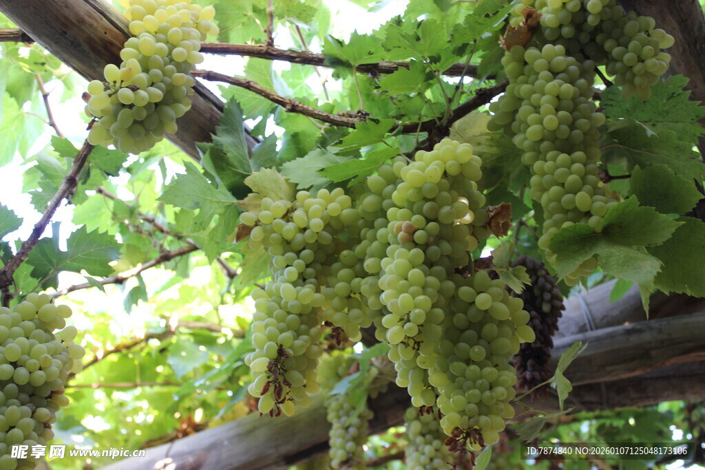 藤蔓上的翠绿苔藓景观