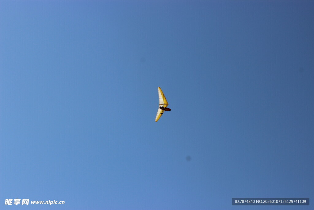 蓝天中翱翔的飞鸟