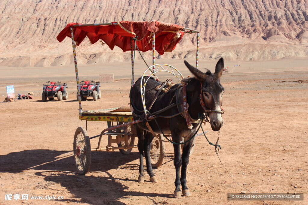 沙漠中的毛驴拉车