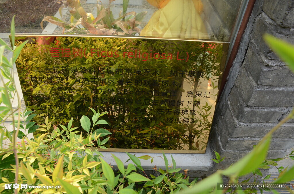 室内绿植景观一角