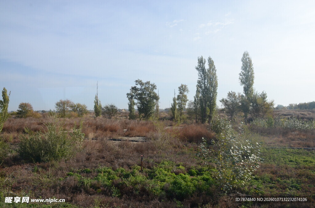 野外开阔草地与树木景观
