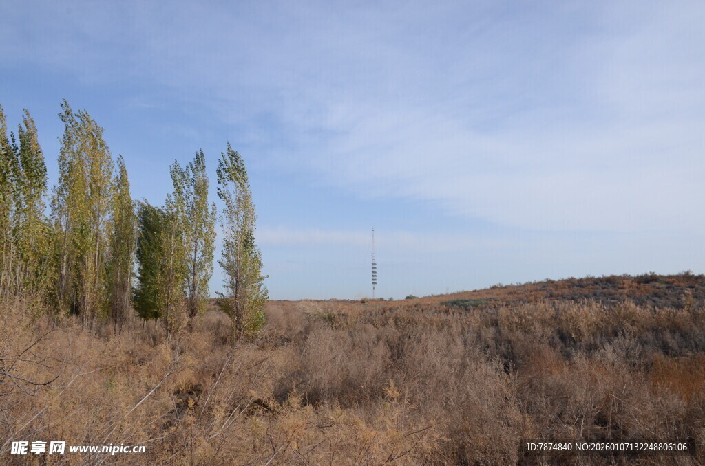 秋日旷野中的挺立树木