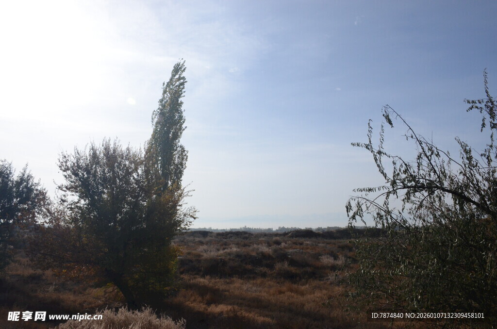 旷野中的挺拔树木