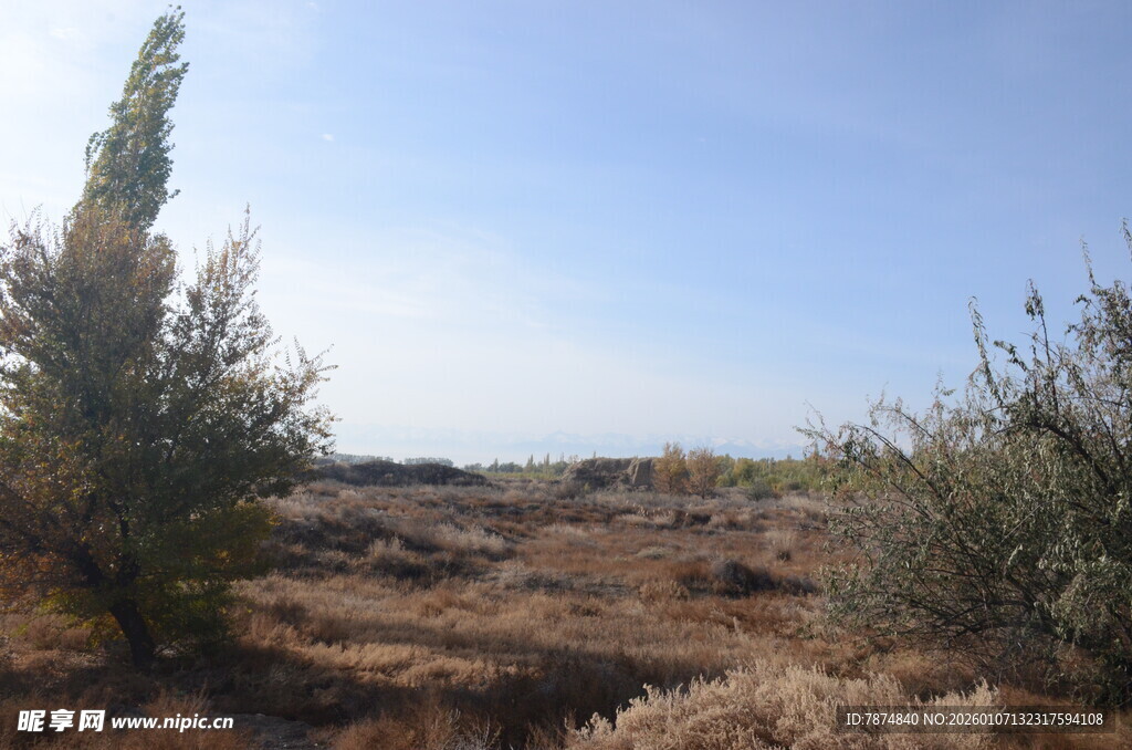 荒野中的稀疏绿植景观