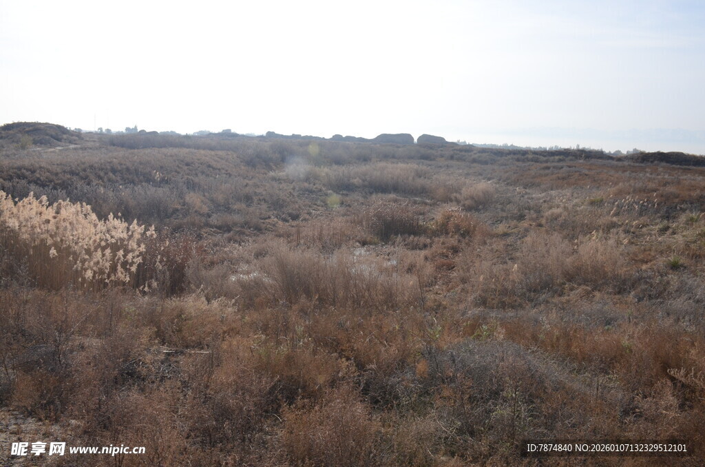 荒野中的干枯植被景观