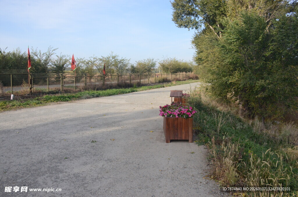 乡村小道旁的多彩花卉
