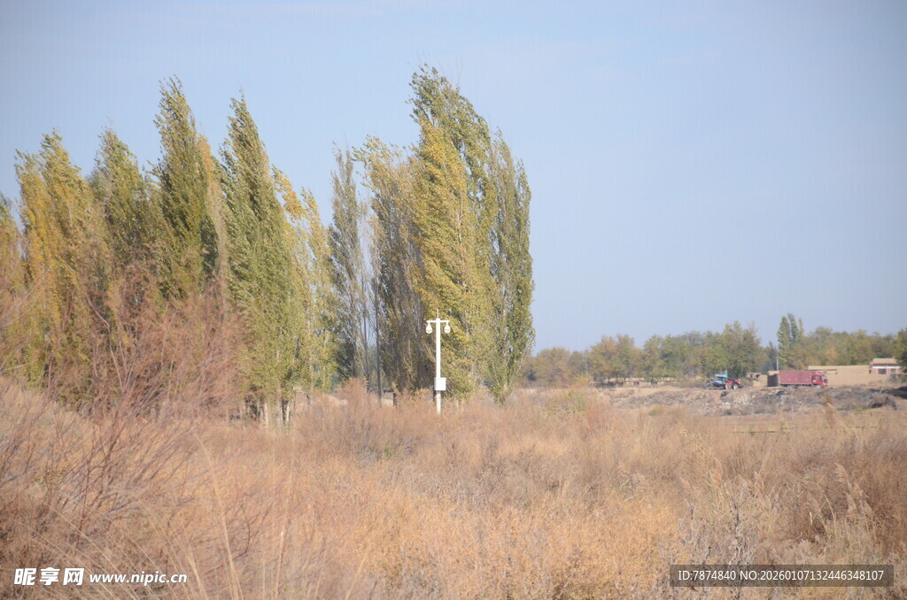 秋日旷野中的挺拔树木