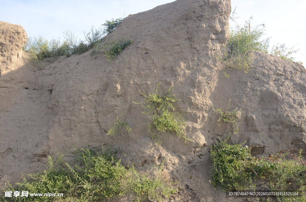 土坡上的零星绿植