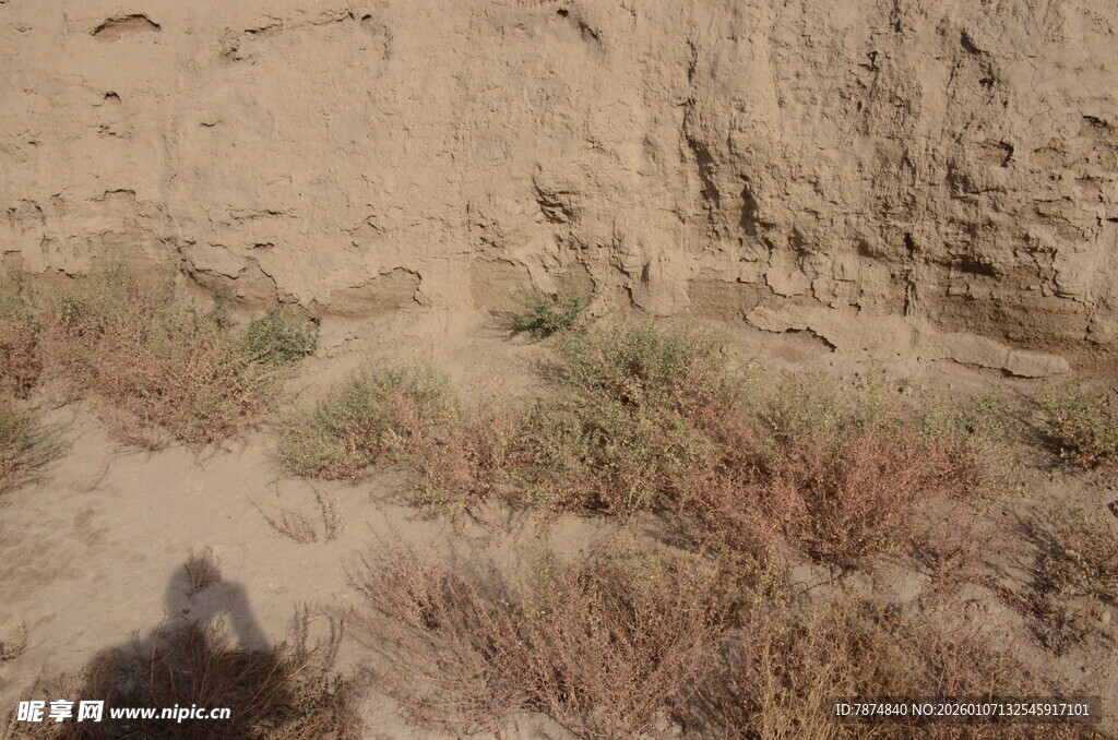 沙漠荒野中的稀疏植被