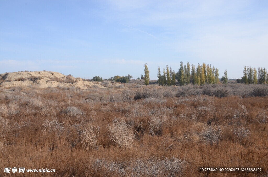 荒野中的稀疏树木景观