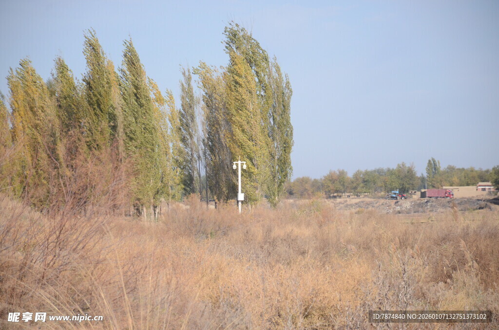 秋日旷野中的挺拔树木