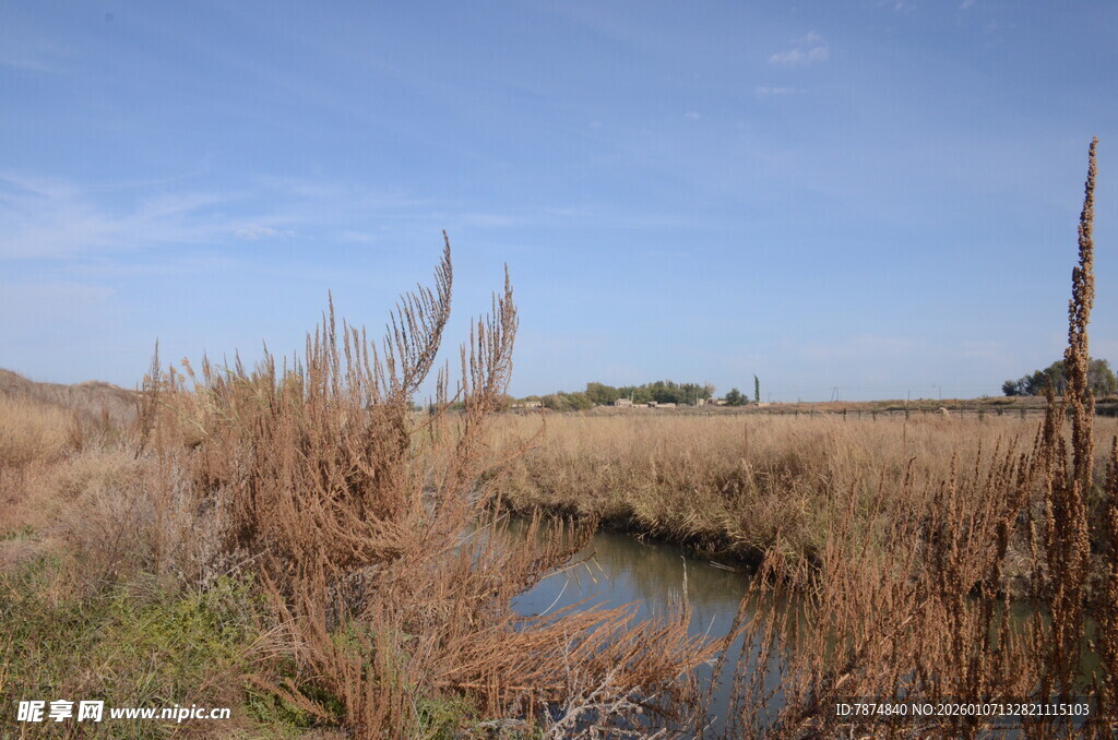 湿地风光 枯黄芦苇与水洼