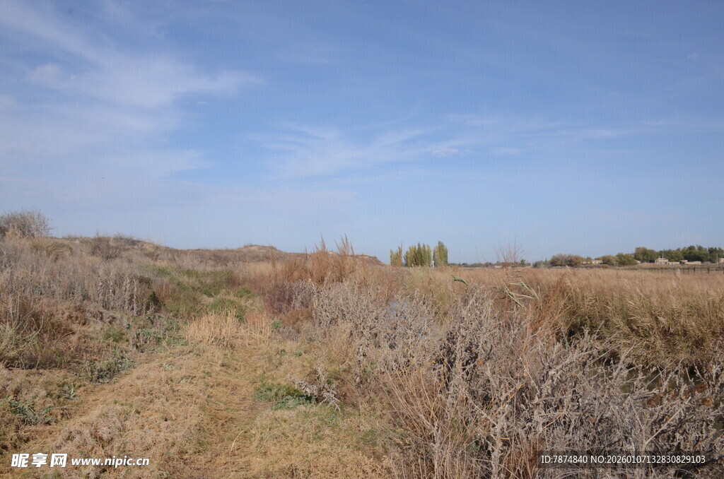 荒野干草地风景