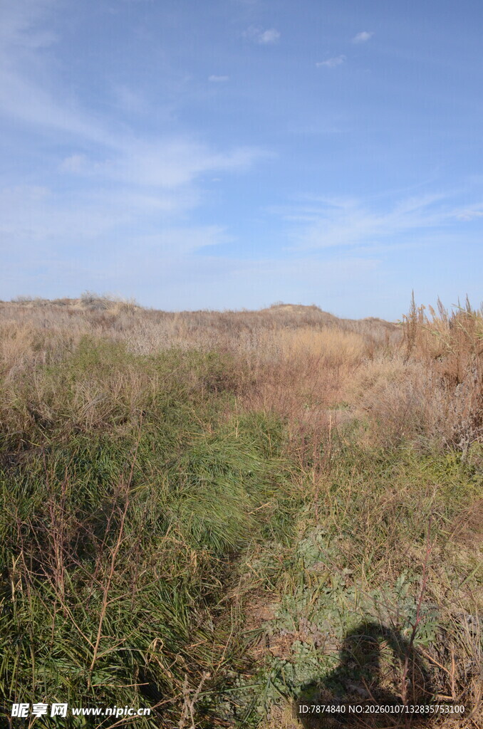 野外自然景观 植被与蓝天