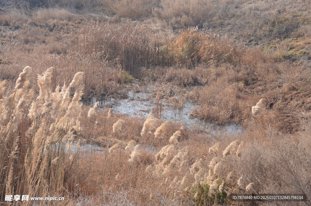 秋日芦苇荡景观