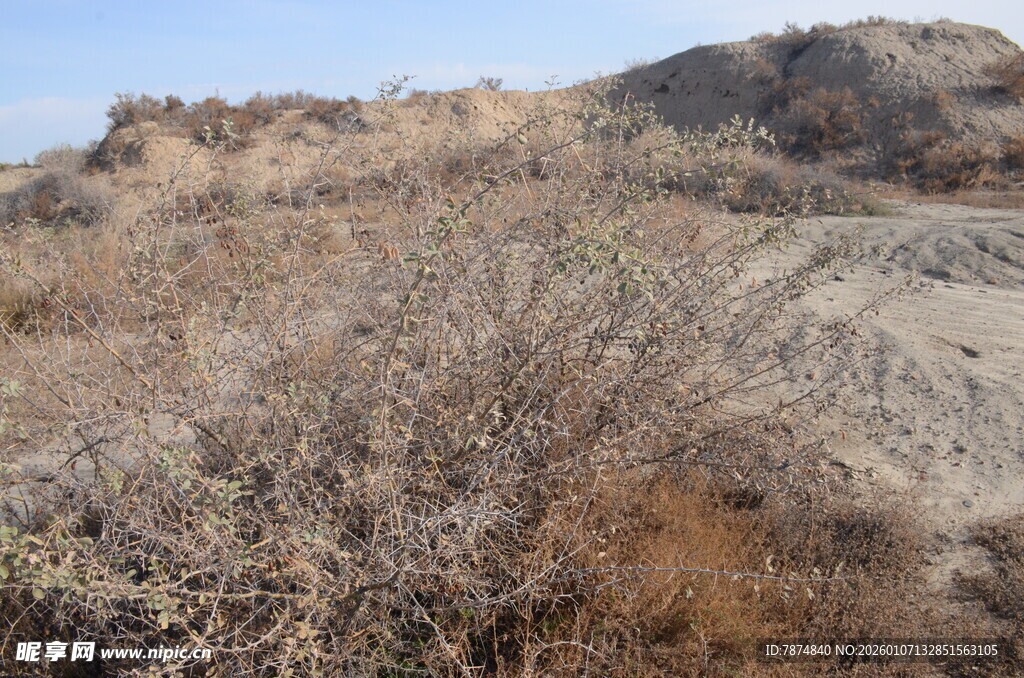 干旱山地的荒芜植被景观