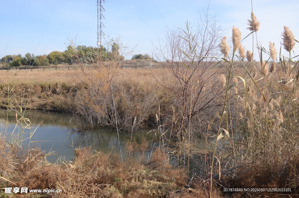 秋日芦苇环绕的静谧水域